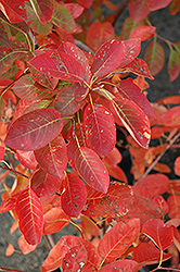 Autumn Brilliance Serviceberry (Amelanchier x grandiflora 'Autumn Brilliance') at Strader's Garden Centers