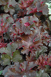 Crimson Curls Coral Bells (Heuchera 'Crimson Curls') at Strader's Garden Centers
