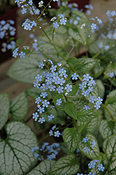 Jack Frost Bugloss (Brunnera macrophylla 'Jack Frost') at Strader's Garden Centers