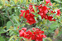 Texas Scarlet Flowering Quince (Chaenomeles speciosa 'Texas Scarlet') at Strader's Garden Centers
