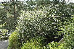 Judd's Viburnum (Viburnum x juddii) at Strader's Garden Centers