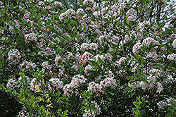 Judd's Viburnum (Viburnum x juddii) at Strader's Garden Centers