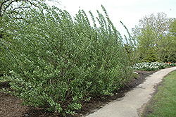 French Pussy Willow (Salix caprea) at Strader's Garden Centers