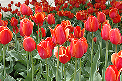 Temple Of Beauty Tulip (Tulipa 'Temple Of Beauty') at Strader's Garden Centers