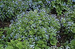 Siberian Bugloss (Brunnera macrophylla) at Strader's Garden Centers