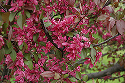 Profusion Flowering Crab (Malus 'Profusion') at Strader's Garden Centers