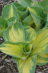 Great Expectations Hosta (Hosta 'Great Expectations') at Strader's Garden Centers