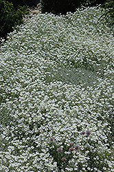Snow-In-Summer (Cerastium tomentosum) at Strader's Garden Centers