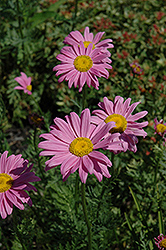 Robinson's Pink Painted Daisy (Tanacetum coccineum 'Robinson's Pink') at Strader's Garden Centers