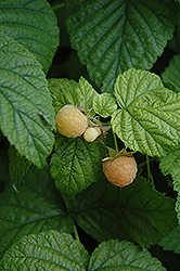 Fall Gold Raspberry (Rubus 'Fall Gold') at Strader's Garden Centers
