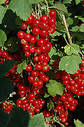 Red Lake Red Currant (Ribes rubrum 'Red Lake') at Strader's Garden Centers