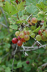 Pixwell Gooseberry (Ribes 'Pixwell') at Strader's Garden Centers