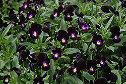 Bowles Black Pansy (Viola cornuta 'Bowles Black') at Strader's Garden Centers