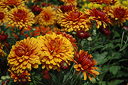 Karelli Bronze Chrysanthemum (Chrysanthemum 'Karelli Bronze') at Strader's Garden Centers