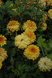 Tatoi Bronze Chrysanthemum (Chrysanthemum 'Tatoi Bronze') at Strader's Garden Centers