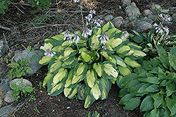 Captain Kirk Hosta (Hosta 'Captain Kirk') at Strader's Garden Centers