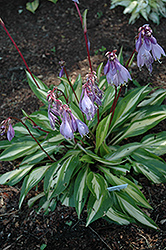 Cherry Berry Hosta (Hosta 'Cherry Berry') at Strader's Garden Centers