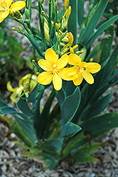 Hello Yellow Blackberry Lily (Belamcanda chinensis 'Hello Yellow') at Strader's Garden Centers