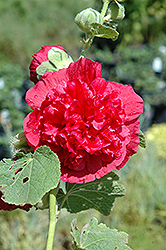 Chater's Double Rose Pink Hollyhock (Alcea rosea 'Chater's Double Rose Pink') at Strader's Garden Centers