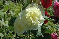Chater's Double Yellow Hollyhock (Alcea rosea 'Chater's Double Yellow') at Strader's Garden Centers