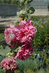 Chater's Double Pink Hollyhock (Alcea rosea 'Chater's Double Pink') at Strader's Garden Centers
