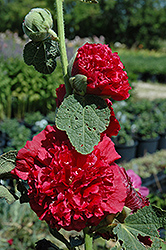 Chater's Double Red Hollyhock (Alcea rosea 'Chater's Double Red') at Strader's Garden Centers