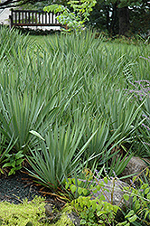 Adam's Needle (Yucca filamentosa) at Strader's Garden Centers