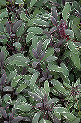 Tricolor Sage (Salvia officinalis 'Tricolor') at Strader's Garden Centers