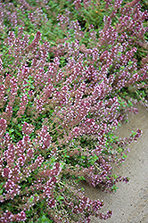 Gold Edge Lemon Thyme (Thymus x citriodorus 'Gold Edge') at Strader's Garden Centers