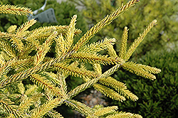 Skylands Golden Spruce (Picea orientalis 'Skylands') at Strader's Garden Centers