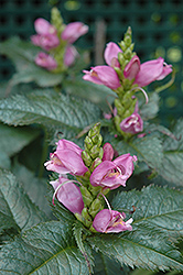 Hot Lips Turtlehead (Chelone lyonii 'Hot Lips') at Strader's Garden Centers
