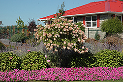 Tree Form Pee Gee Hydrangea (Hydrangea paniculata 'Grandiflora (tree form)') at Strader's Garden Centers