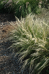 Pony Tails Mexican Feather Grass (Stipa tenuissima 'Pony Tails') at Strader's Garden Centers
