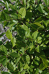 Jim Dandy Winterberry (Ilex verticillata 'Jim Dandy') at Strader's Garden Centers