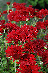 Five Alarm Red Chrysanthemum (Chrysanthemum 'Five Alarm Red') at Strader's Garden Centers