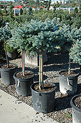 Globe Blue Spruce (tree form) (Picea pungens 'Globosa (tree form)') at Strader's Garden Centers