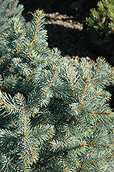Sester Dwarf Blue Spruce (Picea pungens 'Sester Dwarf') at Strader's Garden Centers