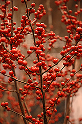 Berry Heavy Winterberry (Ilex verticillata 'Spravy') at Strader's Garden Centers