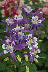 Winky Blue And White Columbine (Aquilegia 'Winky Blue And White') at Strader's Garden Centers