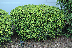 Densiformis Yew (Taxus x media 'Densiformis') at Strader's Garden Centers