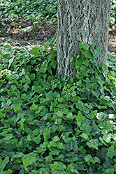 Baltic Ivy (Hedera helix 'Baltica') at Strader's Garden Centers