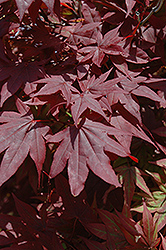 Oshio Beni Japanese Maple (Acer palmatum 'Oshio Beni') at Strader's Garden Centers