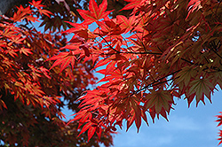 Oshio Beni Japanese Maple (Acer palmatum 'Oshio Beni') at Strader's Garden Centers