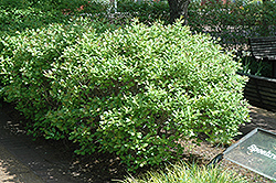 Jim Dandy Winterberry (Ilex verticillata 'Jim Dandy') at Strader's Garden Centers