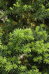 Hicks Yew (Taxus x media 'Hicksii') at Strader's Garden Centers