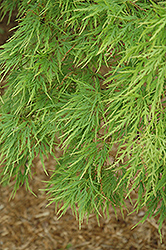 Cutleaf Japanese Maple (Acer palmatum 'Dissectum') at Strader's Garden Centers