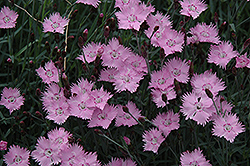Bath's Pink Pinks (Dianthus 'Bath's Pink') at Strader's Garden Centers