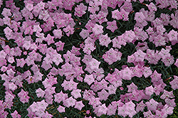 Bath's Pink Pinks (Dianthus 'Bath's Pink') at Strader's Garden Centers