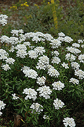 Purity Candytuft (Iberis sempervirens 'Purity') at Strader's Garden Centers