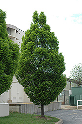 Pyramidal European Hornbeam (Carpinus betulus 'Fastigiata') at Strader's Garden Centers